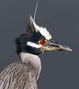 Yellow-crowned Night Heron