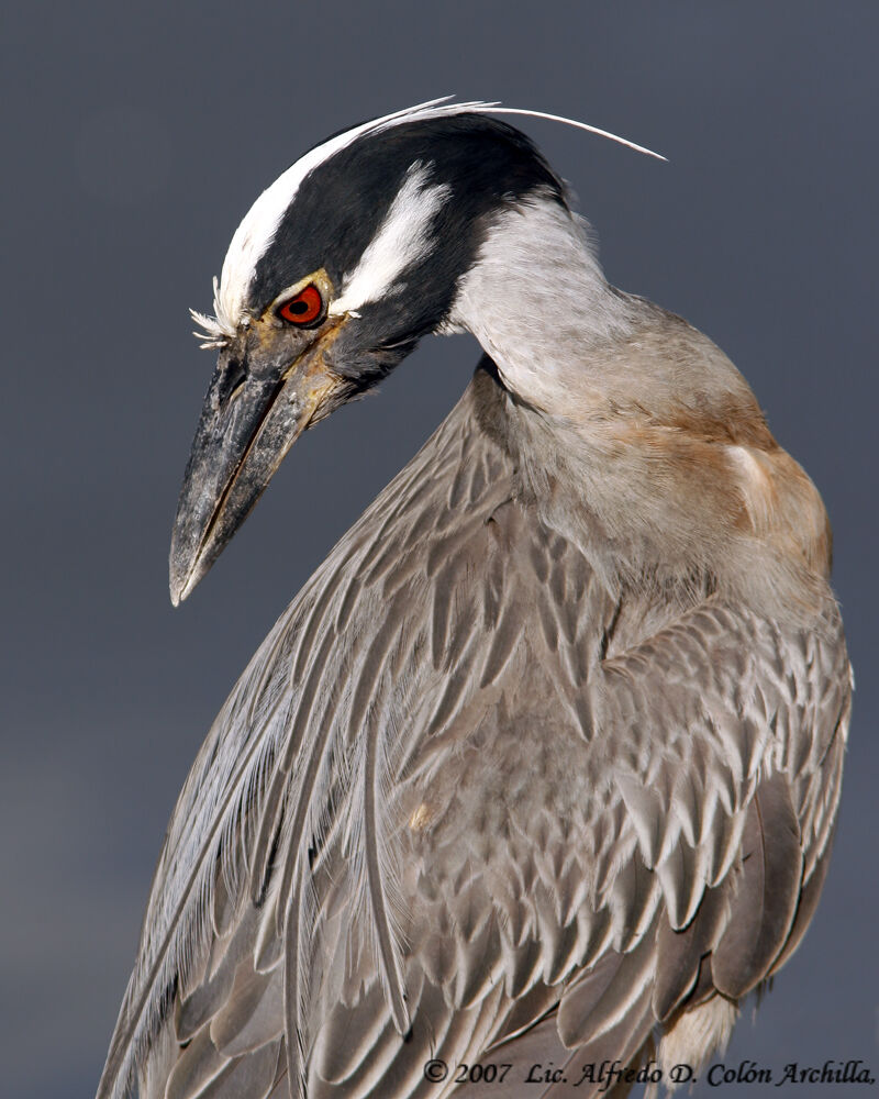 Yellow-crowned Night Heron