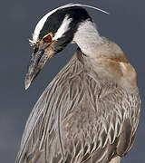 Yellow-crowned Night Heron