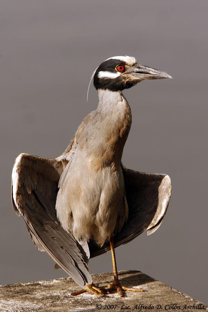 Yellow-crowned Night Heron