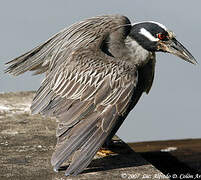 Yellow-crowned Night Heron