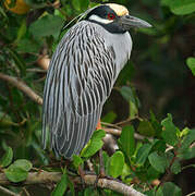 Yellow-crowned Night Heron