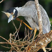 Yellow-crowned Night Heron