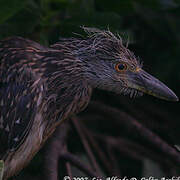 Yellow-crowned Night Heron