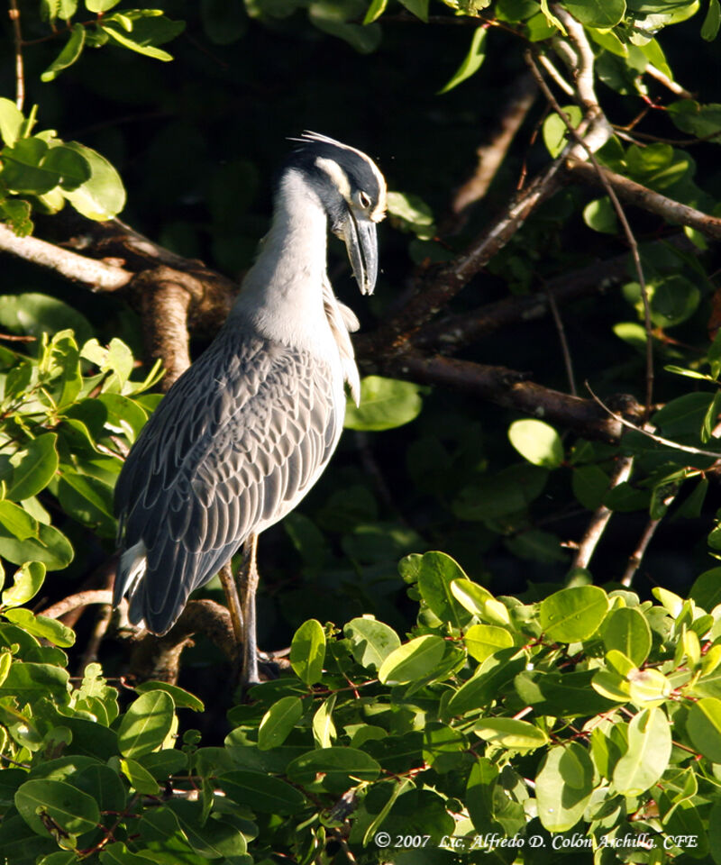 Yellow-crowned Night Heronadult