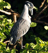 Yellow-crowned Night Heron