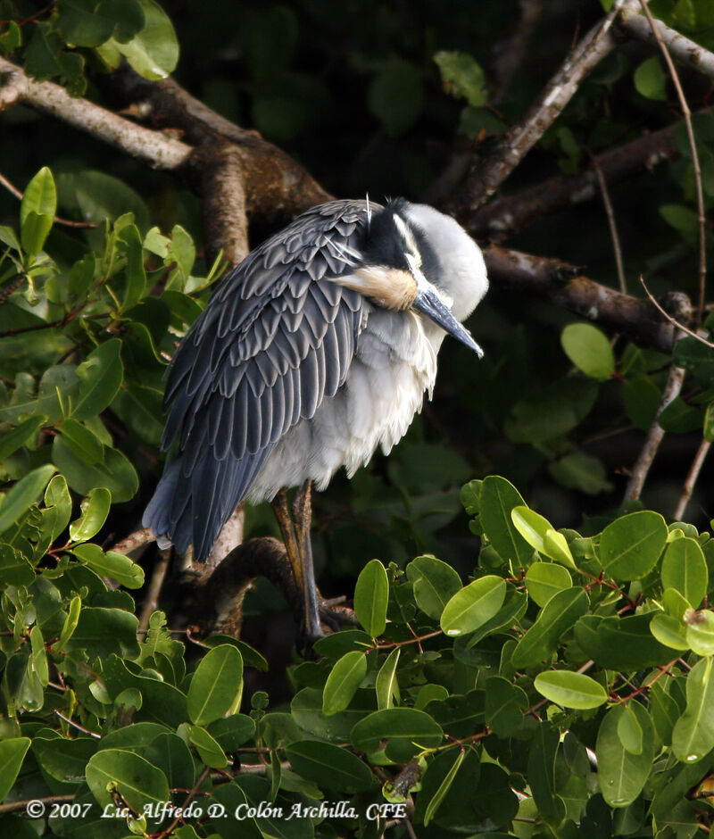 Yellow-crowned Night Heronadult