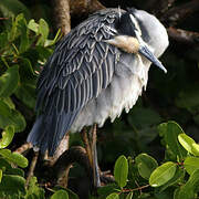 Yellow-crowned Night Heron