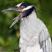 Yellow-crowned Night Heron