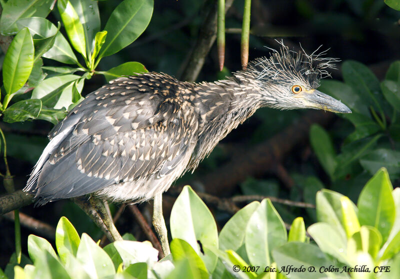 Yellow-crowned Night Heronjuvenile