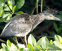 Yellow-crowned Night Heron