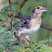 Grasshopper Sparrow