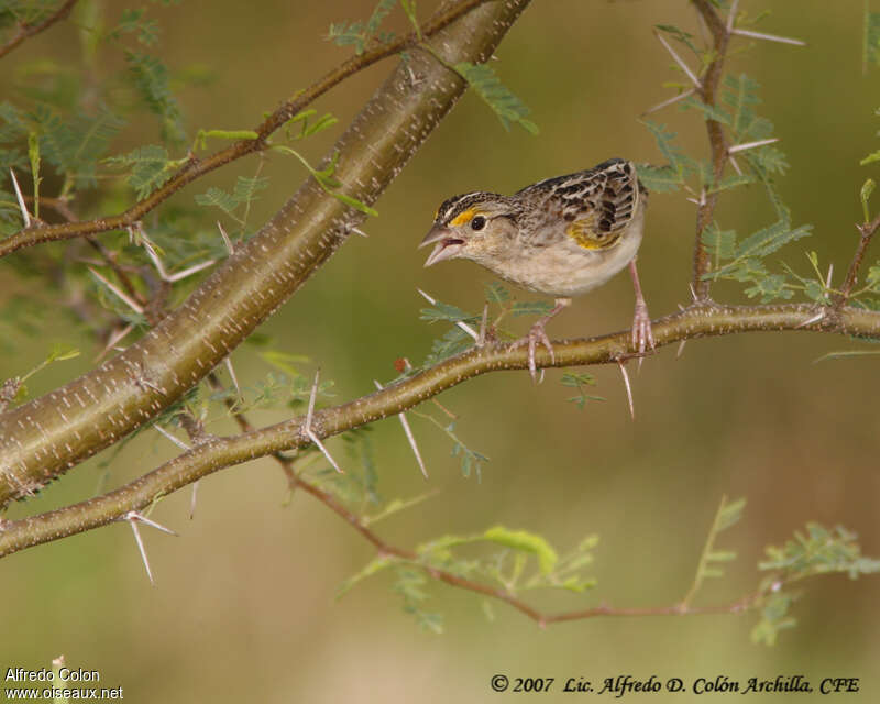 Grasshopper Sparrow, identification