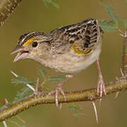 Grasshopper Sparrow