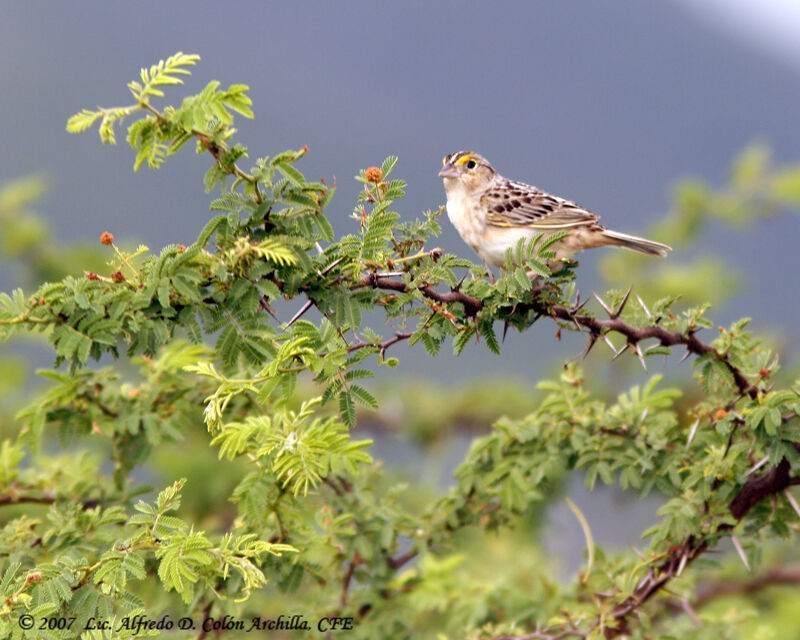 Grasshopper Sparrow