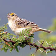 Grasshopper Sparrow