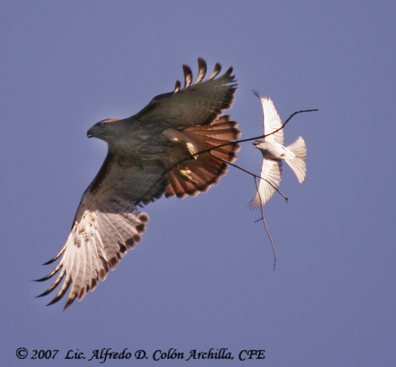 Red-tailed Hawk