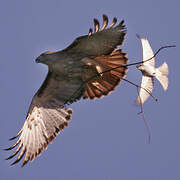 Red-tailed Hawk