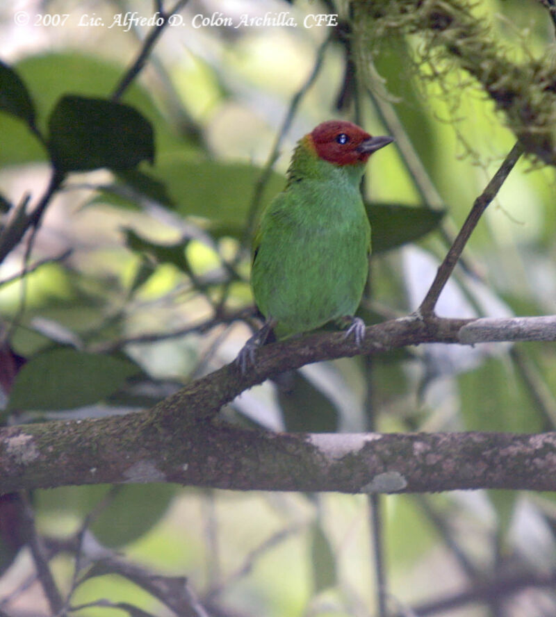 Bay-headed Tanager