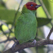 Bay-headed Tanager