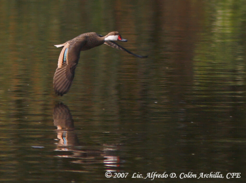 White-cheeked Pintail