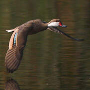 White-cheeked Pintail