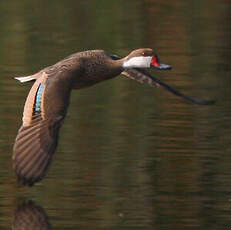 Canard des Bahamas