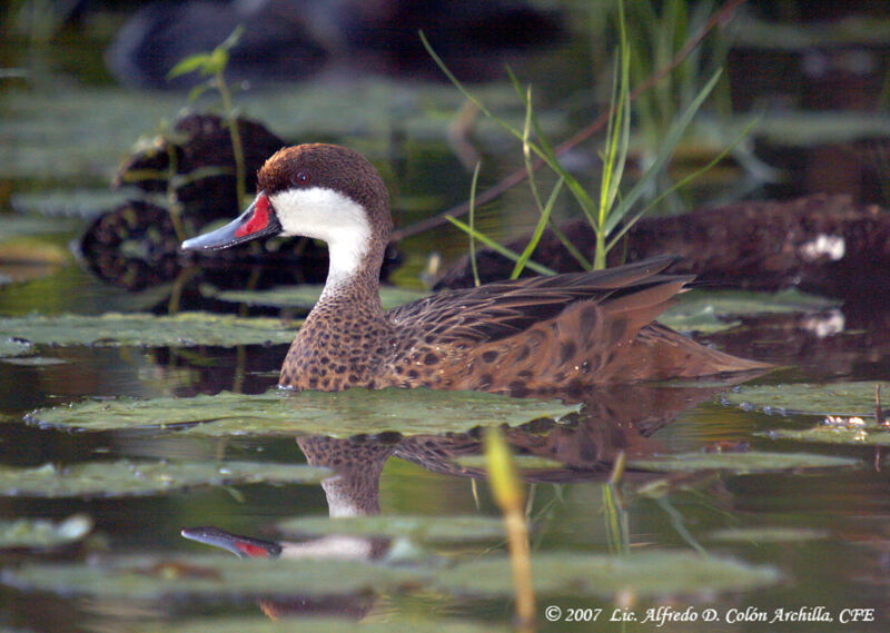 Canard des Bahamas