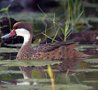 White-cheeked Pintail