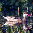 Canard des Bahamas