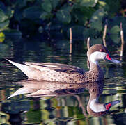 White-cheeked Pintail