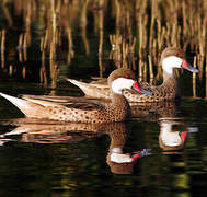 White-cheeked Pintail