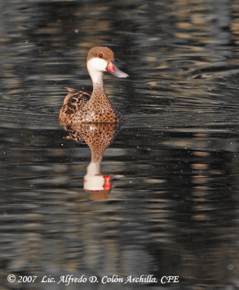 Canard des Bahamas