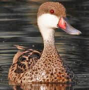 White-cheeked Pintail