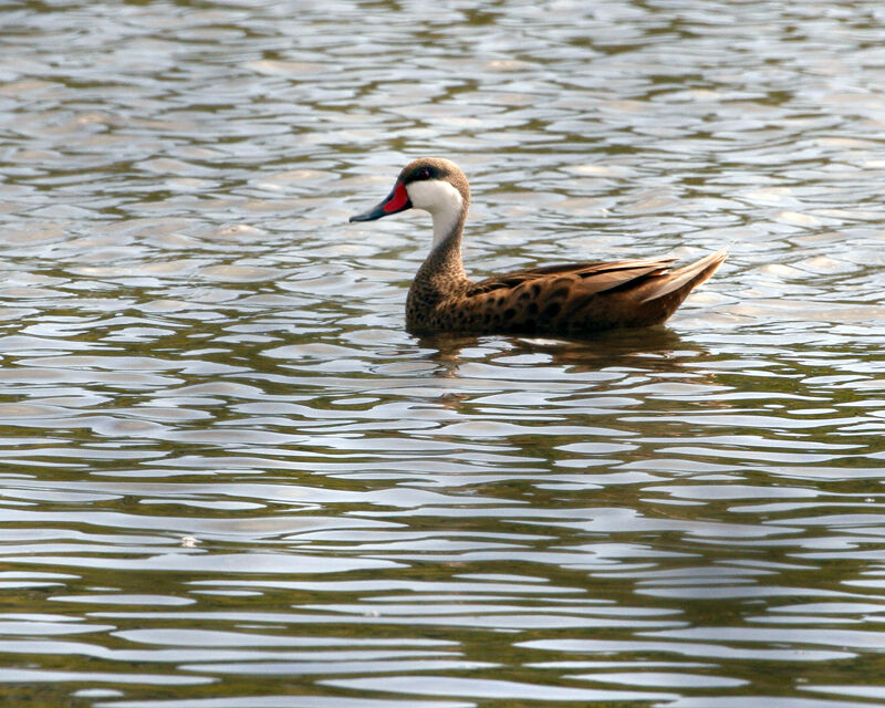 White-cheeked Pintail