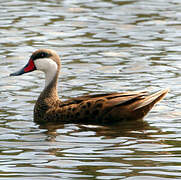 White-cheeked Pintail