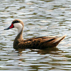 Canard des Bahamas