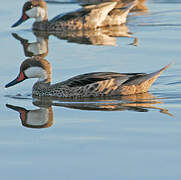 White-cheeked Pintail