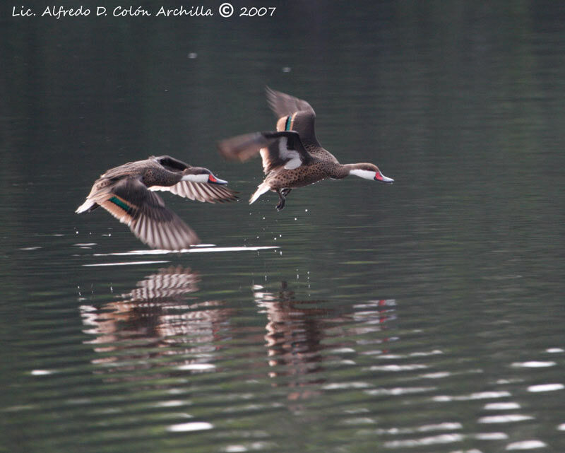 White-cheeked Pintail