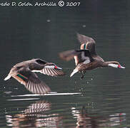 White-cheeked Pintail