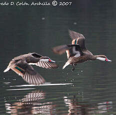 Canard des Bahamas