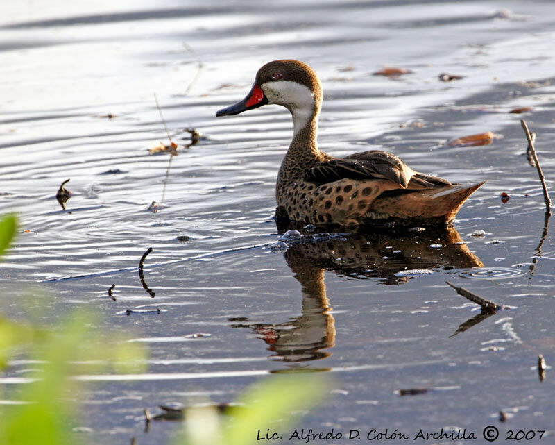 Canard des Bahamas