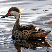 White-cheeked Pintail