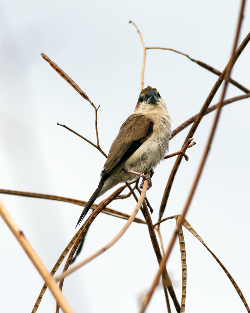 Indian Silverbill