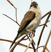 Indian Silverbill