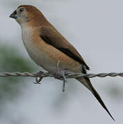 Indian Silverbill