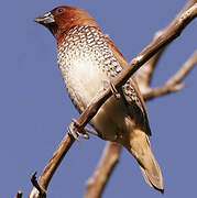 Scaly-breasted Munia