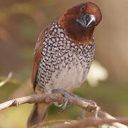 Scaly-breasted Munia