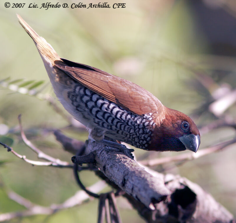 Scaly-breasted Munia