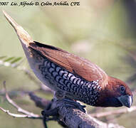 Scaly-breasted Munia